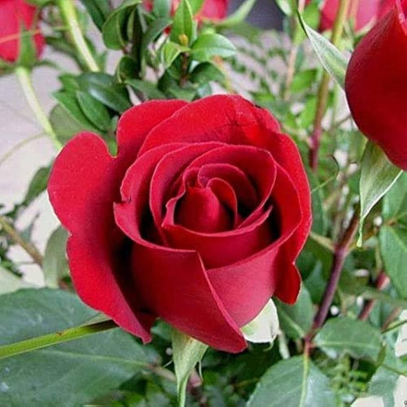 Full Red Rose Flower seeds for Planting - Long Bloom Season, Heirloom & GMO Free Seeds for Home Garden
 
 Sale seeds for planting in home garden