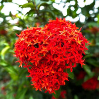 Coccinea Flower seeds for Planting - Low Maintenance, Heirloom & GMO Free Seeds for Home Garden
 
 Sale seeds for planting in home garden