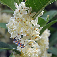 Osmanthus Flower seeds for Planting Cottage Garden Essential Heirloom & GMO Free Seeds for Home Garden 
 
 Sale seeds for home garden planting
