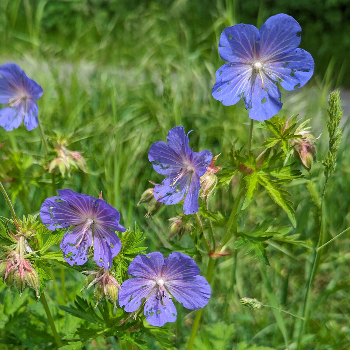 Geranium Pratense Flower seeds for Planting Premium Quality Heirloom & GMO Free Seeds for Home Garden 
 
 Sale for planting in home garden