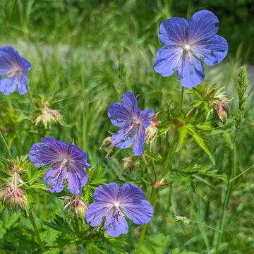 Heirloom Geranium Pratense Flower seeds for Planting Bright Blooms Heirloom & GMO Free Seeds for Home Garden
