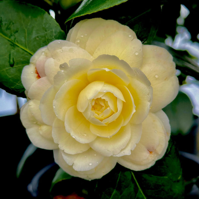 Camellia Light Yellow Flower seeds for Planting - Cut Flower Favorite, Heirloom & GMO Free Seeds for Home Garden
Sale seeds for planting in home garden