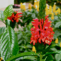 Red Pachystachys Flower seeds for Planting - Perfect for Borders, Heirloom & GMO Free Seeds for Home Garden
 
 Sale seeds for planting in home garden