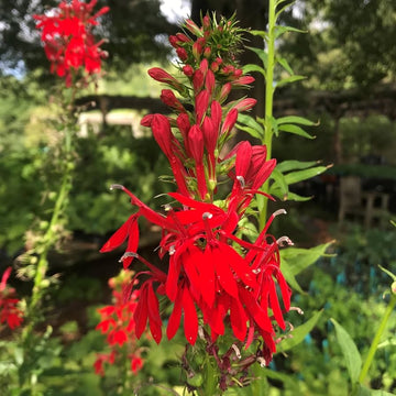 Cardinal Flower seeds for Planting Long Bloom Season Heirloom & GMO Free Seeds for Home Garden 
 
 Sale seeds for home garden planting