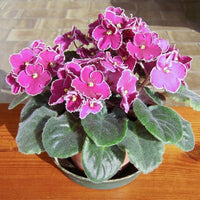 Heirloom African Violet Flower seeds for Planting Low Maintenance Heirloom & GMO Free Seeds for Home Garden 
 
 Sale