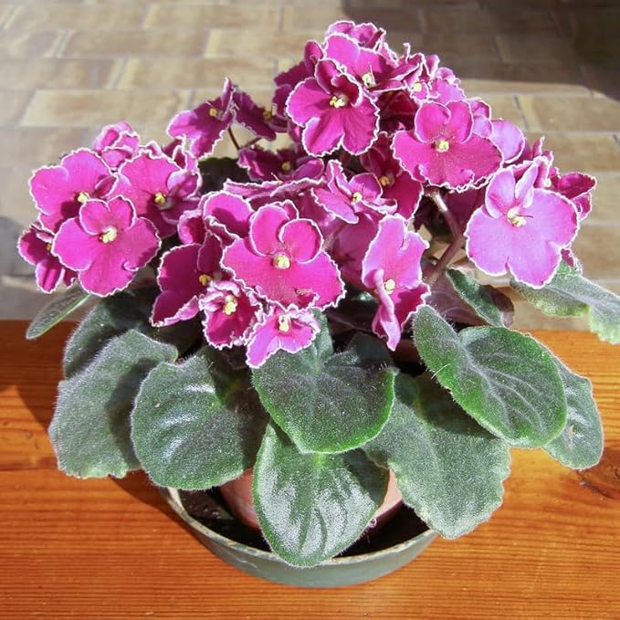 Heirloom African Violet Flower seeds for Planting Low Maintenance Heirloom & GMO Free Seeds for Home Garden 
 
 Sale