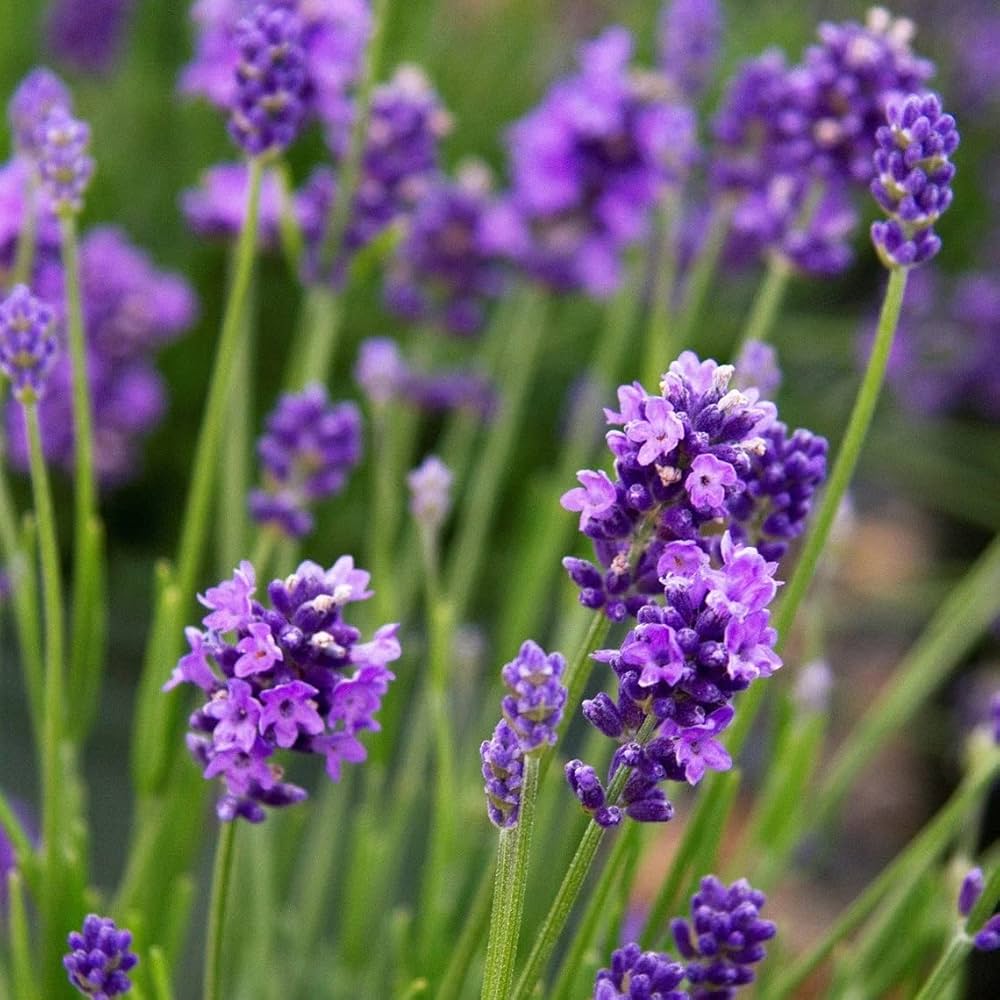 Lavender Vera Flower seeds for Planting Seasonal Bloomer Heirloom & GMO Free Seeds for Home Garden 
 
 Sale seeds for home garden planting