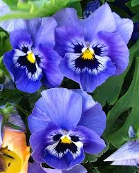Pansy Blue Flower seeds for Planting - Wildflower Mix, Heirloom & GMO Free Seeds for Home Garden
Sale seeds for planting in home garden