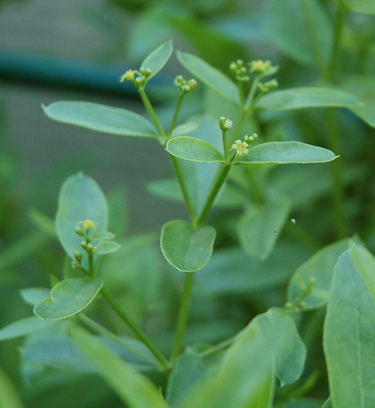 Green Rubia Tinctorum Flower seeds for Planting Garden Favorite Heirloom & GMO Free Seeds for Home Garden
 
 Sale seeds for home garden planting