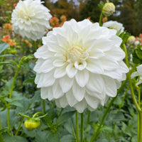 Dahlia Flower seeds for Planting Long Bloom Season Heirloom & GMO Free Seeds for Home Garden 
 
 Sale seeds for home garden planting