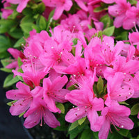 Azalea Flower seeds for Planting Garden Favorite Heirloom & GMO Free Seeds for Home Garden 
 
 Sale seeds for home garden planting