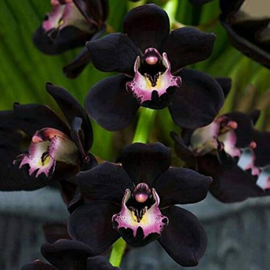 Black Phalaenopsis Orchid Flower seeds for Planting - Garden Favorite, Heirloom & GMO Free Seeds for Home Garden
 
 Sale for planting in home garden