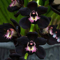Black Phalaenopsis Orchid Flower seeds for Planting - Garden Favorite, Heirloom & GMO Free Seeds for Home Garden
 
 Sale for planting in home garden