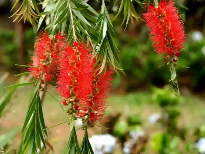 Brush Flower seeds for Planting - Drought Tolerant, Heirloom & GMO Free Seeds for Home Garden
 
 Sale seeds for planting in home garden