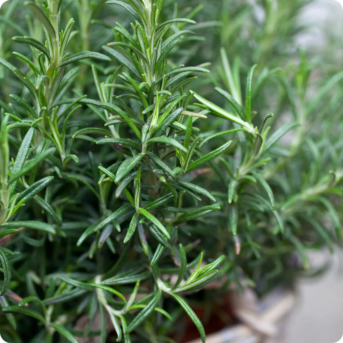 Rosemary Seeds Flower seeds for Planting Premium Quality Heirloom & GMO Free Seeds for Home Garden 
 
 Sale seeds for home garden planting