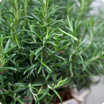 Rosemary Seeds Flower seeds for Planting Premium Quality Heirloom & GMO Free Seeds for Home Garden 
 
 Sale seeds for home garden planting