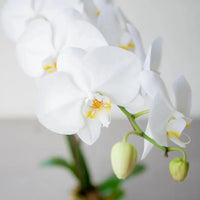 Mixed Phalaenopsis Orchid Flower seeds for Planting Seasonal Bloomer Heirloom & GMO Free Seeds for Home Garden