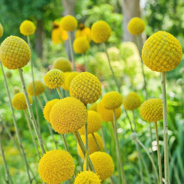 Craspedia Flower seeds for Planting Pollinator Friendly Heirloom & GMO Free Seeds for Home Garden 
 
 Sale seeds for home garden planting