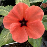 Periwinkle Flower seeds for Planting Drought Tolerant Heirloom & GMO Free Seeds for Home Garden 
 
 Sale seeds for home garden planting