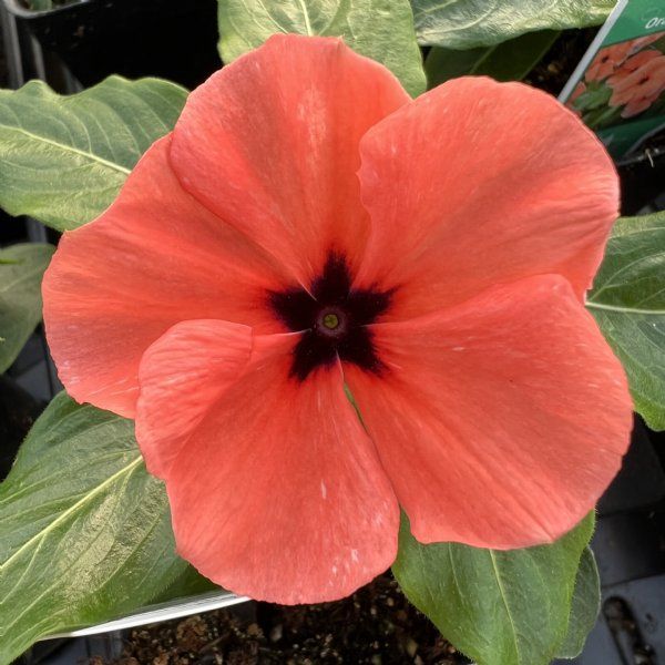 Periwinkle Flower seeds for Planting Drought Tolerant Heirloom & GMO Free Seeds for Home Garden 
 
 Sale seeds for home garden planting
