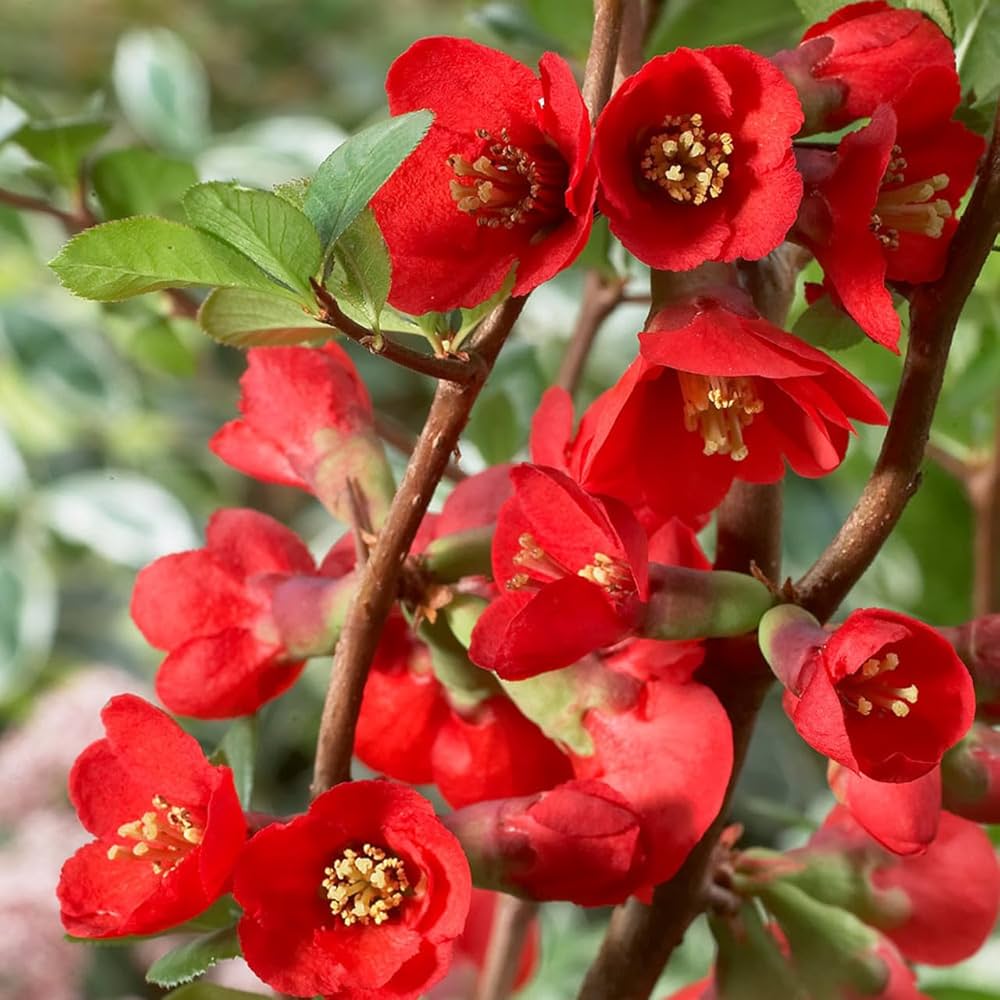 Red Chaenomeles Flower seeds for Planting - Perfect for Borders, Heirloom & GMO Free Seeds for Home Garden
 
 Sale for planting in home garden