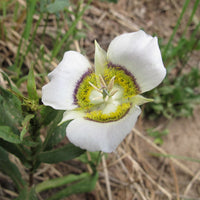 Gunnisonii Flower seeds for Planting Sun Loving Heirloom & GMO Free Seeds for Home Garden
 
 Sale seeds for home garden planting
