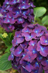 Purple & Dark Blue Hydrangea Flower seeds for Planting - Shade Tolerant, Heirloom & GMO Free Seeds for Home Garden
 
 Sale seeds for planting in home garden