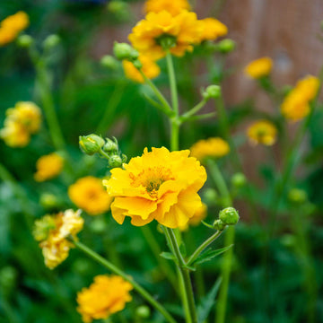 Lady Stratheden Flower seeds for Planting Premium Quality Heirloom & GMO Free Seeds for Home Garden 
 
 Sale for planting in home garden