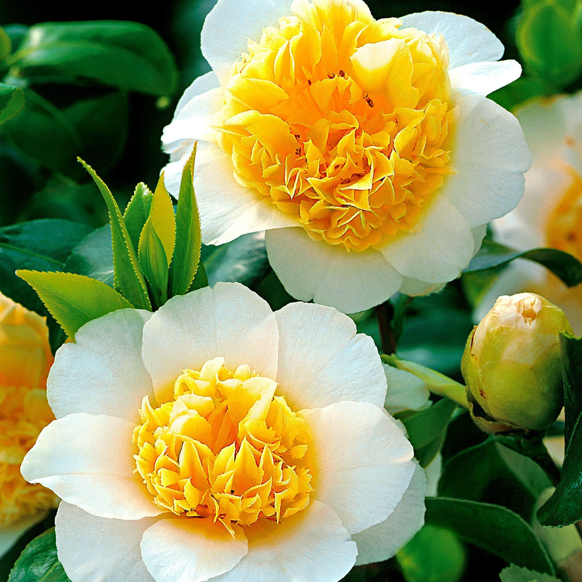 White Yellow Camellia Flower seeds for Planting - Easy to Grow, Heirloom & GMO Free Seeds for Home Garden
 
 Sale for planting in home garden
