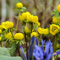 Yellow Aconite Flower seeds for Planting Garden Favorite Heirloom & GMO Free Seeds for Home Garden 
 
 Sale seeds for home garden planting