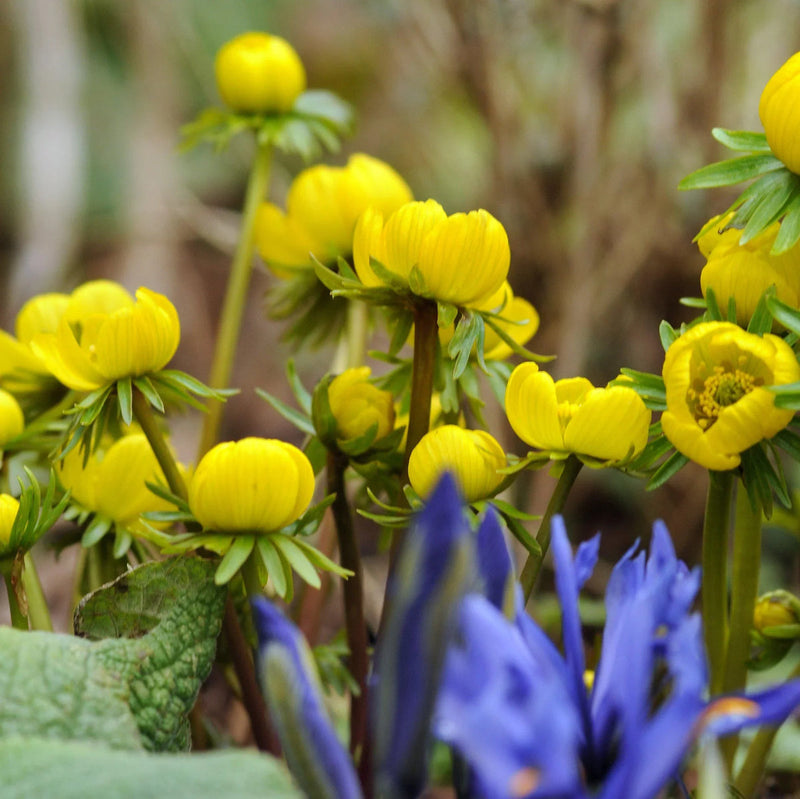 Yellow Aconite Flower seeds for Planting Garden Favorite Heirloom & GMO Free Seeds for Home Garden 
 
 Sale seeds for home garden planting