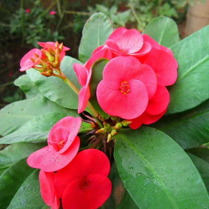 Euphorbia Flower seeds for Planting Low Maintenance Heirloom & GMO Free Seeds for Home Garden 
 
 Sale for planting in home garden