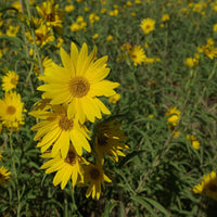 Yellow Maximiliani Flower seeds for Planting - Long Bloom Season, Heirloom & GMO Free Seeds for Home Garden
 
 Sale seeds for planting in home garden