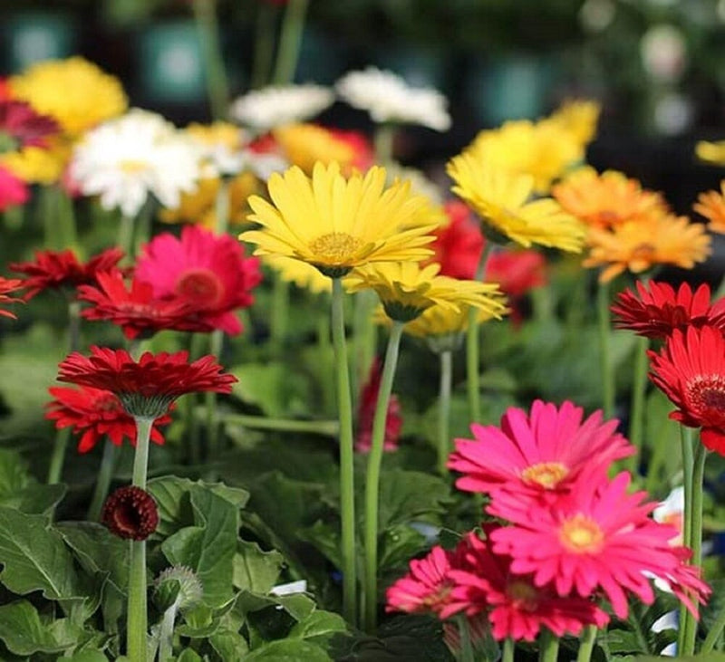 Mix Gerbera Flower seeds for Planting - Wildflower Mix, Heirloom & GMO Free Seeds for Home Garden
 
 Sale for planting in home garden