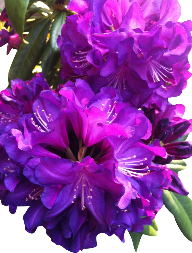 Purple Rhododendron Flower seeds for Planting - Pollinator Friendly, Heirloom & GMO Free Seeds for Home Garden
 
 Sale seeds for planting in home garden