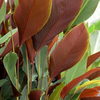 Brown Calathea Lutea for Planting - Drought Tolerant, Heirloom & GMO Free Seeds for Home Garden