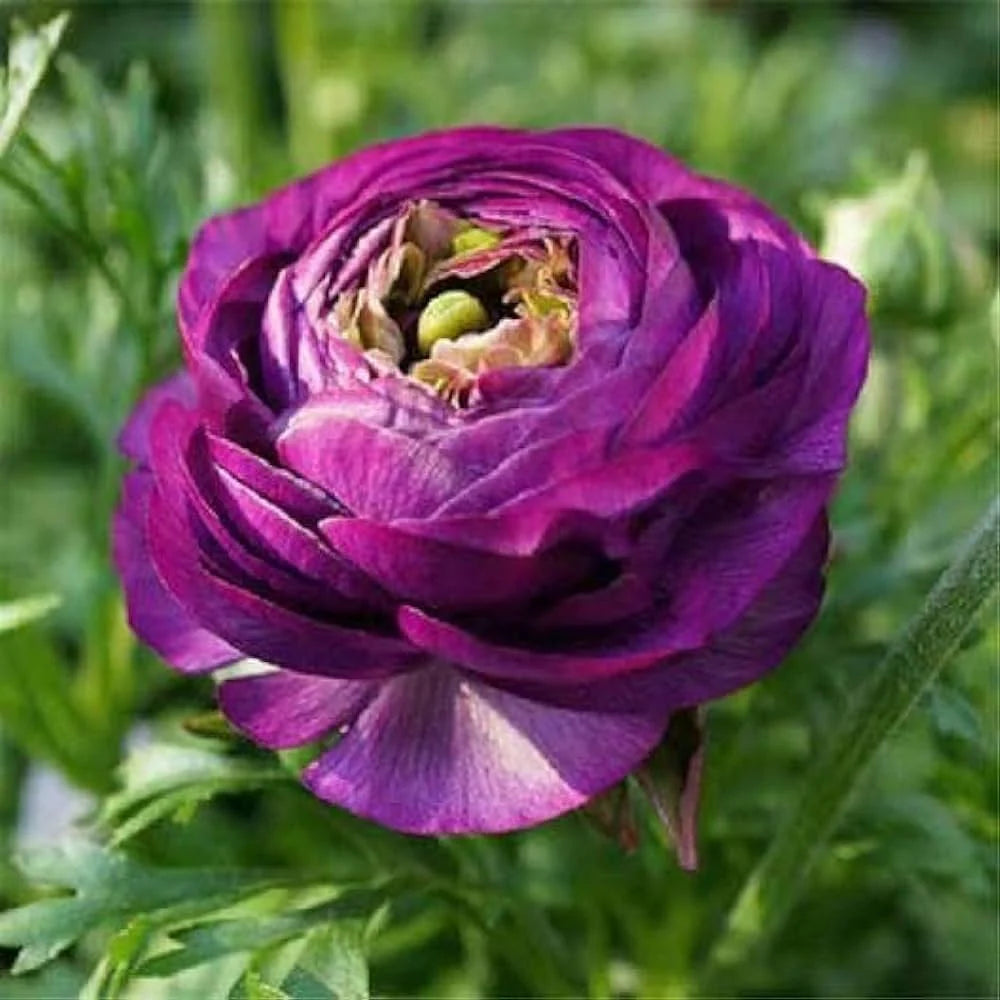 Ranunculus Asiaticus Flower Seeds for Rich, Layered Garden Blooms