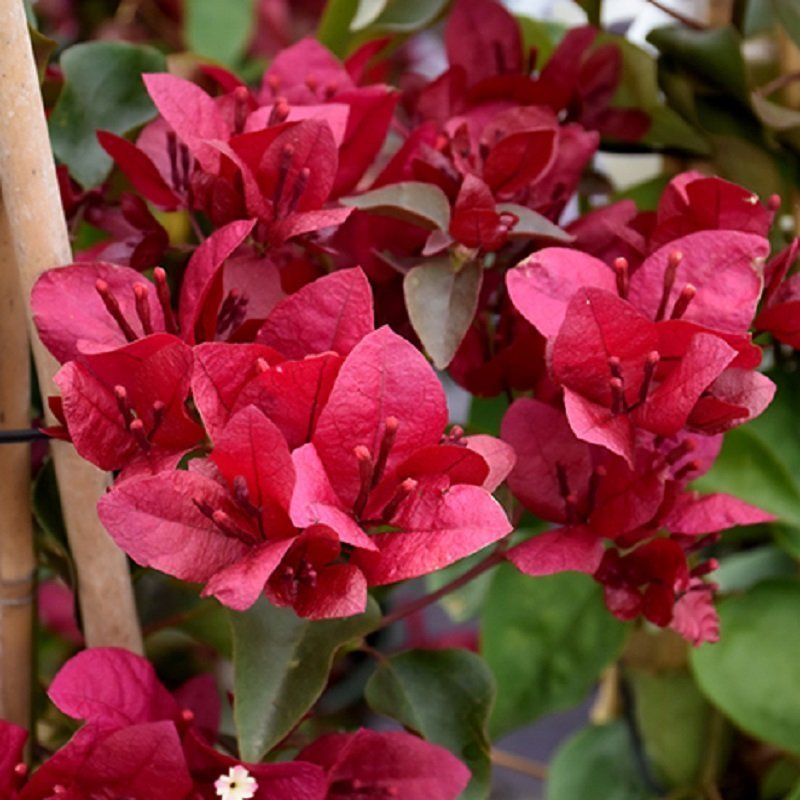 Maroon Bougainvillea Flower seeds for Planting Perfect for Borders Heirloom & GMO Free Seeds for Home Garden 
 
 Sale seeds for home garden planting