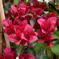 Maroon Bougainvillea Flower seeds for Planting Perfect for Borders Heirloom & GMO Free Seeds for Home Garden 
 
 Sale seeds for home garden planting