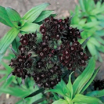 Black William Flower seeds for Planting Vibrant Colors Heirloom & GMO Free Seeds for Home Garden 
 
 Sale seeds for home garden planting