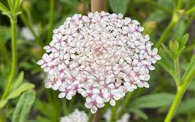 Pink Lace Flower seeds for Planting - Wildflower Mix, Heirloom & GMO Free Seeds for Home Garden
 
 Sale seeds for planting in home garden