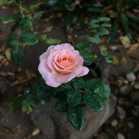 Miniature Rose Flower seeds for Planting Cut Flower Favorite Heirloom & GMO Free Seeds for Home Garden 
 
 Sale seeds for home garden planting