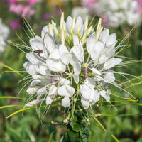 Cleome Flower seeds for Planting Perfect for Borders Heirloom & GMO Free Seeds for Home Garden 
 
 Sale