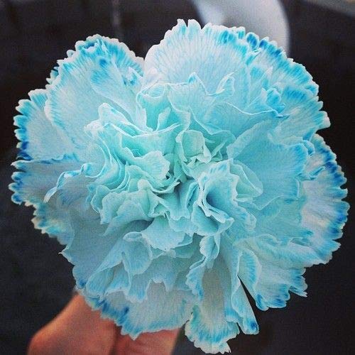 Sky Blue Carnation Flower seeds for Planting - Compact Growth, Heirloom & GMO Free Seeds for Home Garden
 
 Sale seeds for home garden