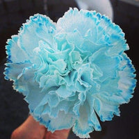 Sky Blue Carnation Flower seeds for Planting - Compact Growth, Heirloom & GMO Free Seeds for Home Garden
 
 Sale seeds for home garden
