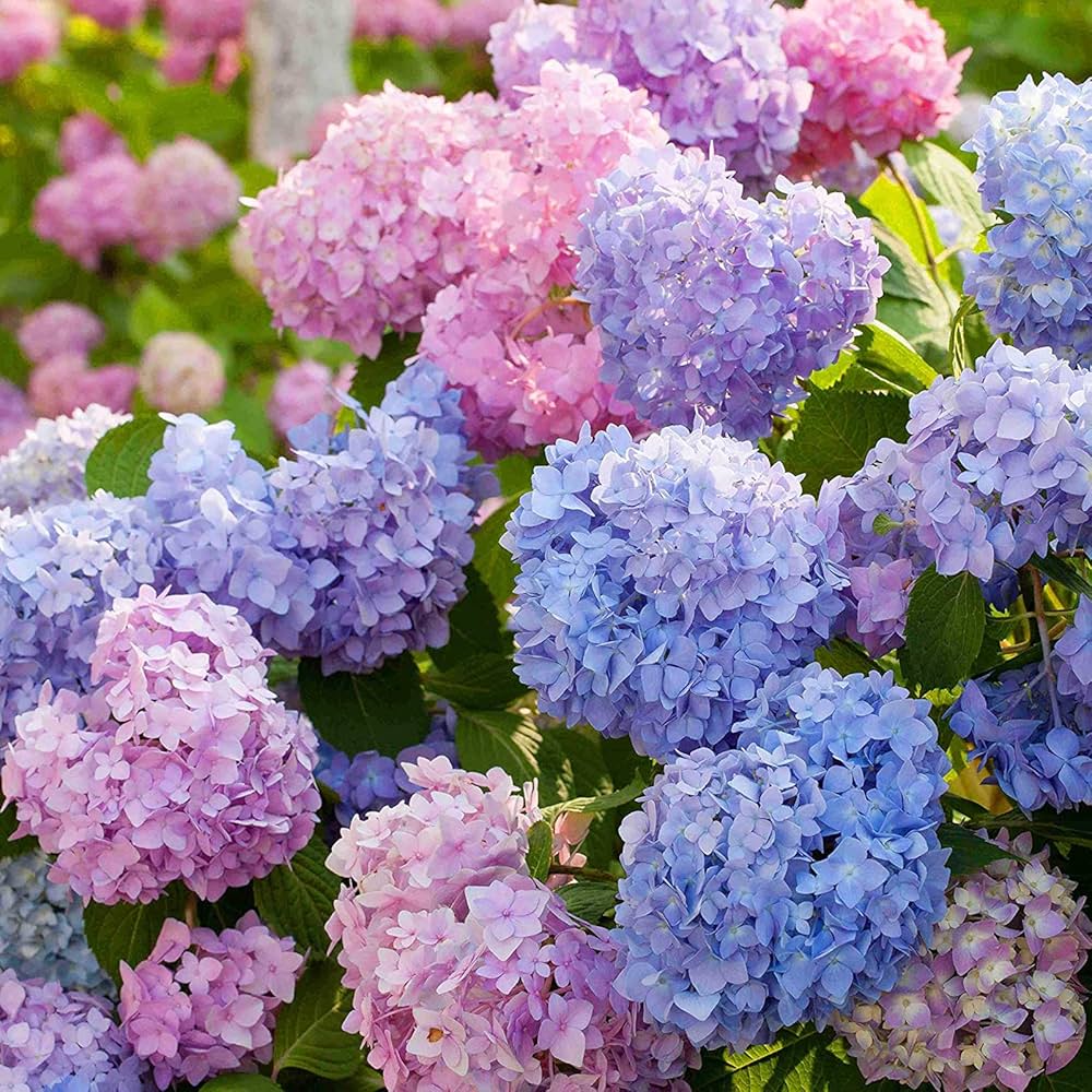 Hydrangea Flower seeds for Planting Wildflower Mix Heirloom & GMO Free Seeds for Home Garden 
 
 Sale seeds for home garden planting