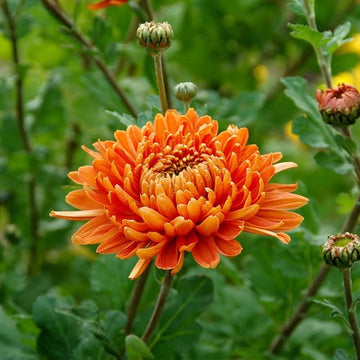 Orange Chrysanthemum Flower seeds for Planting Wildflower Mix Heirloom & GMO Free Seeds for Home Garden 
 
 Sale seeds for home garden planting