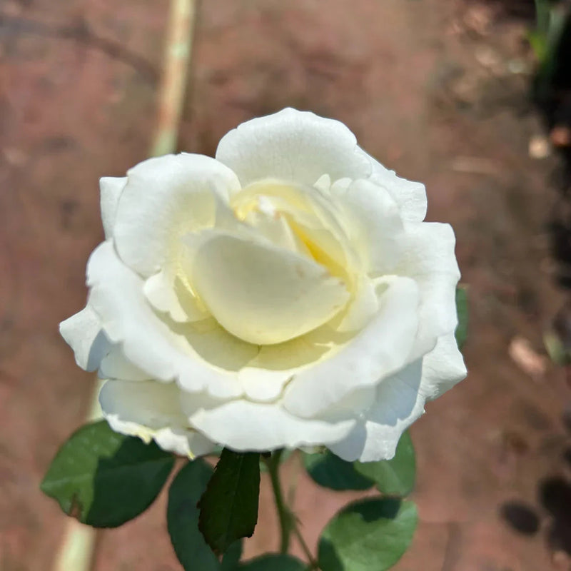 White Rose Flower seeds for Planting Seasonal Bloomer Heirloom & GMO Free Seeds for Home Garden
 
 Sale seeds for home garden planting