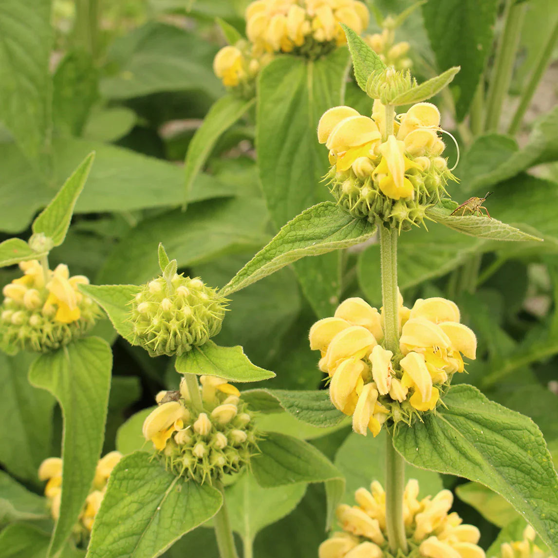 Sage Jerusalem Flower seeds for Planting Perfect for Borders Heirloom & GMO Free Seeds for Home Garden 
 
 Sale seeds for home garden planting