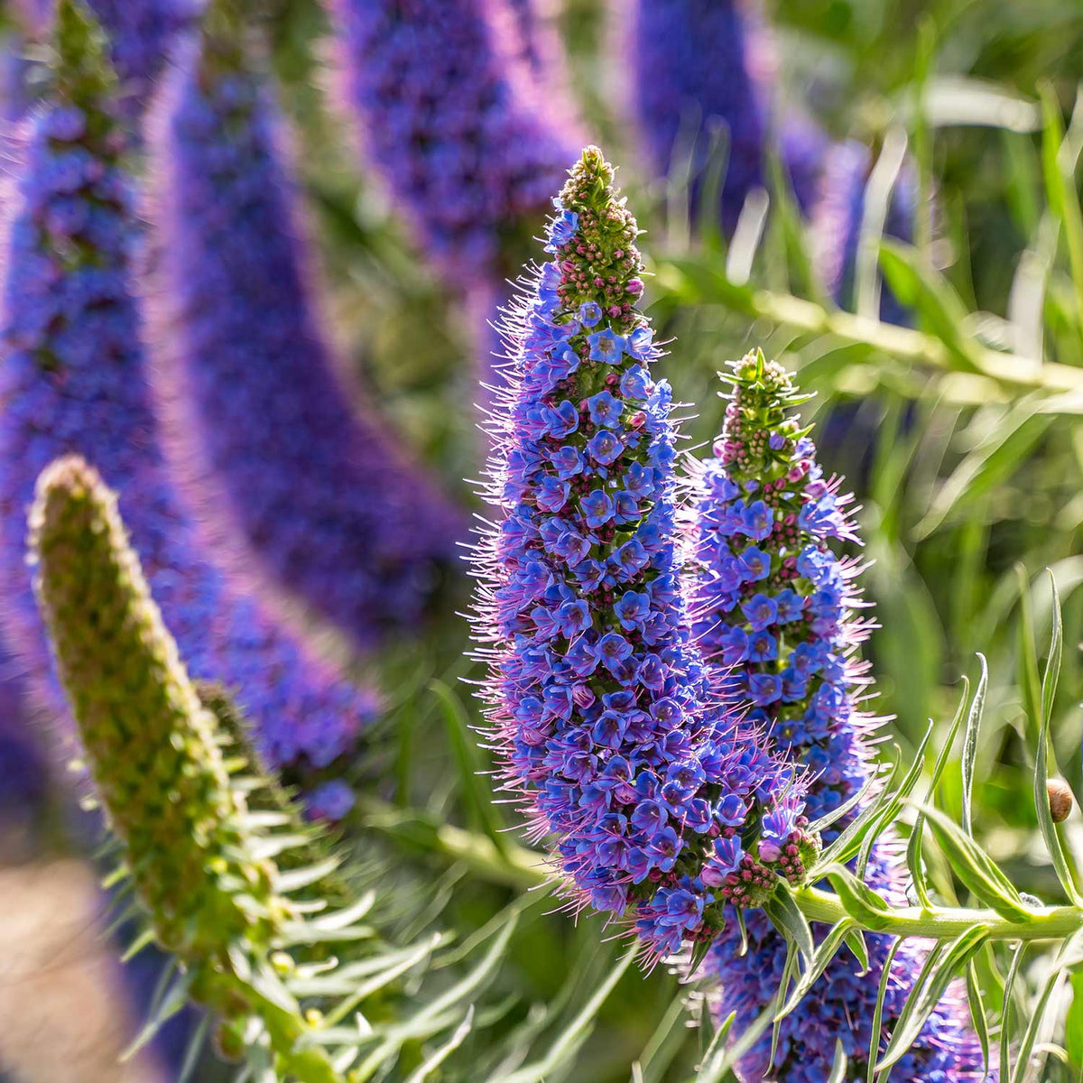 Purple Madeira Flower seeds for Planting Cut Flower Favorite Heirloom & GMO Free Seeds for Home Garden 
 
 Sale for planting in home garden